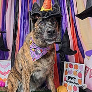 Brinn joined the competition — help win amazing prizes! dog, brindle, witch_hat, bandana, halloween, pumpkin, skull, decorations, green_grass, streamers, purple, orange, black, sign, sitting, costume, festive, portrait, indoor, cute