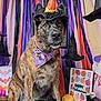 dog, brindle, witch_hat, bandana, halloween, pumpkin, skull, decorations, green_grass, streamers, purple, orange, black, sign, sitting, costume, festive, portrait, indoor, cute