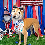 Nugget joined the competition — help win amazing prizes! dog, patriotic, bandana, sunglasses, american_flag, red_white_blue, grass, decorations, stars, festive, independence_day, holiday, cute, canine, outdoor, celebration, costume, groomed, posing, background