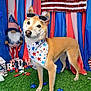 dog, patriotic, bandana, sunglasses, american_flag, red_white_blue, grass, decorations, stars, festive, independence_day, holiday, cute, canine, outdoor, celebration, costume, groomed, posing, background