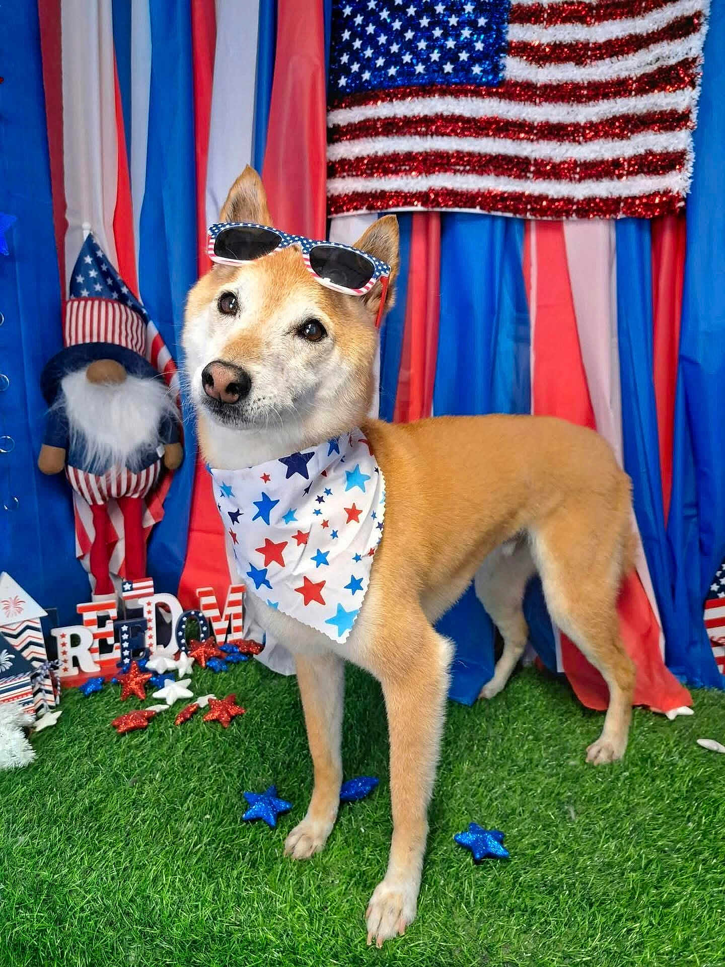 Nugget joined the competition — help win amazing prizes! dog, patriotic, bandana, sunglasses, american_flag, red_white_blue, grass, decorations, stars, festive, independence_day, holiday, cute, canine, outdoor, celebration, costume, groomed, posing, background