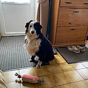 Maika a rejoint le concours — aidez-le/la à gagner de superbes lots ! animal, black_and_white, calm, chair, companion, curtain, dog, domestic, door, dresser, floor, furry, household, indoor, mat, pet, shoes, sitting, tile_floor, toy