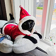 Kevin is registered to the contest to win money with this photo: cat, black_cat, santa_hat, christmas_outfit, window, cushion, indoor, pet, holiday_costume, festive, plush, green_eyes, relaxed, animal, feline, cozy, seasonal, soft_texture, resting, curious