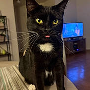 Prudence is registered to the contest to win money with this photo: animal, black_cat, blurred_background, cat, close_up, cozy, curious, domestic_animal, feline, indoor, living_room, pet, sitting, table, television, tongue_out, whiskers, white_chest, white_paws, yellow_eyes