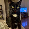 animal, black_cat, blurred_background, cat, close_up, cozy, curious, domestic_animal, feline, indoor, living_room, pet, sitting, table, television, tongue_out, whiskers, white_chest, white_paws, yellow_eyes
