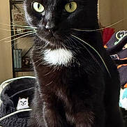 Prudence is registered to the contest to win money with this photo: black_cat, cat, cat_bed, cat_face_pillow, cozy, feline, framed_art, fur, green_eyes, home, indoor, pet, pillow, plant, portrait, shelf, sitting, whiskers, white_patch, wooden_floor