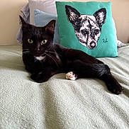 Prudence is registered to the contest to win money with this photo: cat, black_cat, animal, pet, bed, blanket, pillow, dog_illustration, indoor, relaxing, whiskers, fur, ears, eyes, nose, paw, soft_texture, resting, cute, cozy