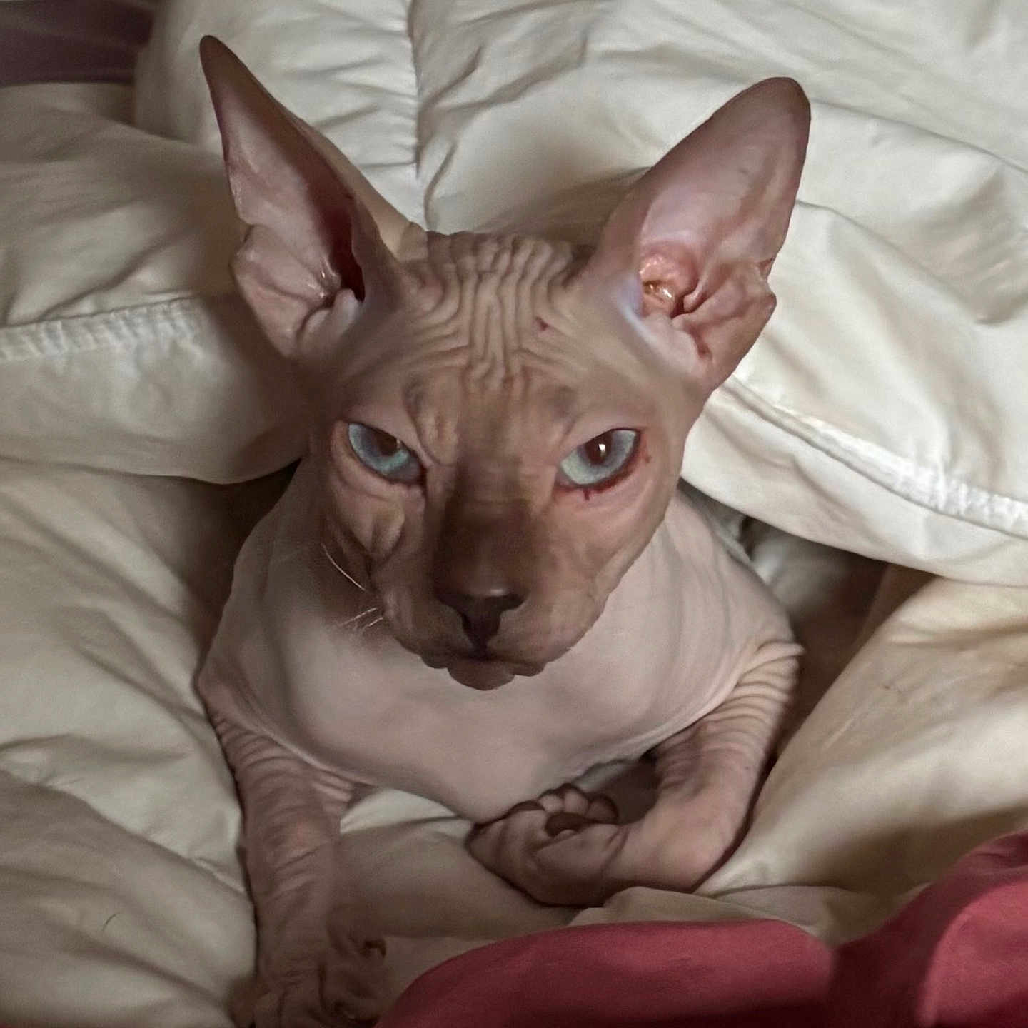 Aegir The Hairless joined the competition — help win amazing prizes! animal, bed, blanket, blue_eyes, cat, close_up, cozy, cute, domestic_cat, feline, fur_less, hairless, indoor, looking_at_camera, pet, pink_skin, portrait, resting, sphynx_cat, wrinkled_skin