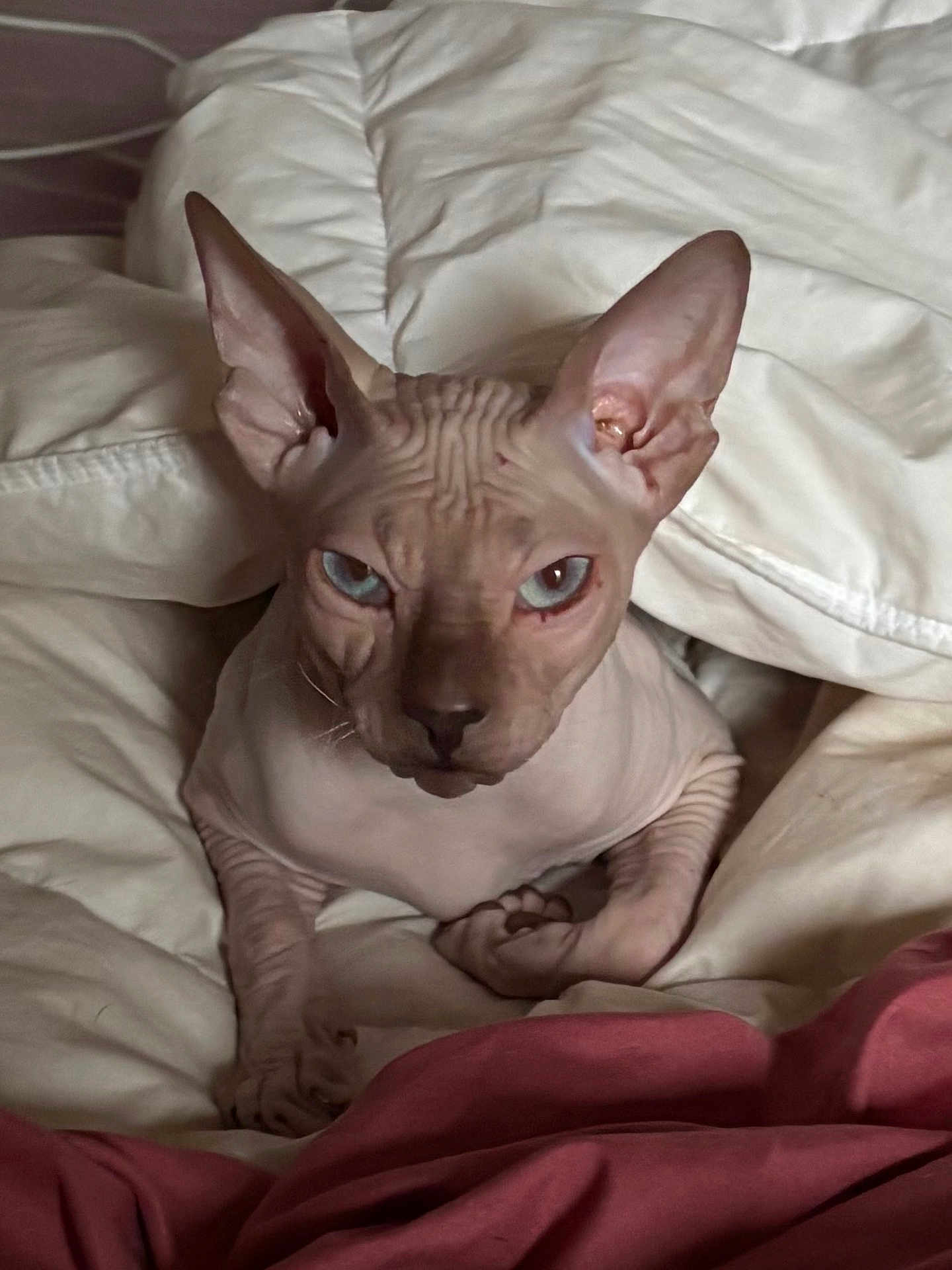 Aegir The Hairless joined the competition — help win amazing prizes! sphynx_cat, cat, hairless, blue_eyes, pet, indoor, bed, blanket, fur_less, wrinkled_skin, animal, cute, resting, domestic_cat, looking_at_camera, pink_skin, close_up, cozy, feline, portrait