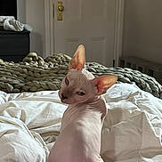 Aegir The Hairless is registered to the contest to win money with this photo: sphynx_cat, hairless_cat, cat, pet, bed, blanket, knit_blanket, bedding, indoor, furniture, door, doorknob, wall, pink_blanket, white_bedding, curious, looking_back, animal, cozy, soft_lighting
