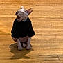 cat, hairless_cat, sitting, yawning, black_sweater, wooden_floor, indoor, pet, animal, feline, cute, small, ears, mouth_open, tongue, shadow, flooring, home, furniture, appliance