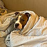 Djacko participe au concours pour gagner de l'argent avec cette photo : bed, blanket, brown_and_white, canine, comfort, cozy, cute, dog, domestic_animal, ears, face, fur, home, indoor, looking, pet, relaxed, resting, snout, wrapped