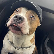 Djacko participe au concours pour gagner de l'argent avec cette photo : animal, brown_and_white, cap, car_interior, casual, chain_collar, close_up, companion, cute, dog, footwell, friendly, indoor, jeans, looking_up, pet, portrait, seat, shoe, tongue_out