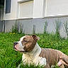 animal, building, calm, canine, daylight, dog, domestic_animal, fur, grass, greenery, lawn, mammal, nature, outdoor, pet, quiet, relaxing, resting, side_view, window