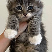 Lola is registered to the contest to win money with this photo: adorable, animal, claws, close_up, curious, cute, ears, feline, fluffy, gray_fur, hand_holding, indoor, kitten, mammal, pet, portrait, soft, whiskers, white_paws, young