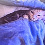 cat, blanket, paw, cozy, indoor, feline, fur, sleepy, snug, blue, soft, comfort, animal, pet, resting, warm, cute, closeup, relax, hidden