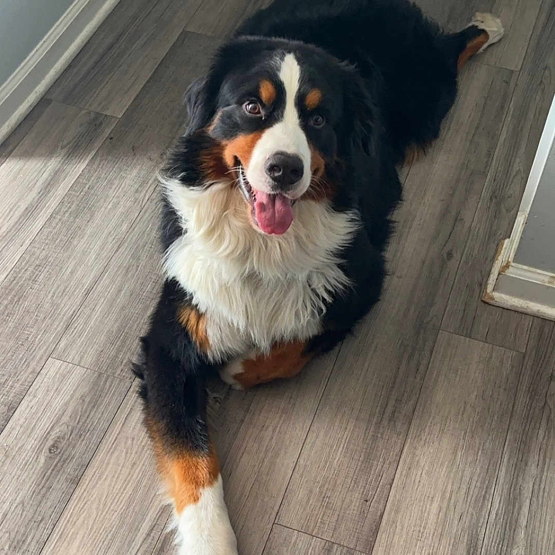 Bruno joined the competition — help win amazing prizes! animal, appenzeller, ball, bodypart, canine, cockerspaniel, dog, door, hardwood, hound, indoors, interiordesign, mouth, person, pet, puppy, sport, stainedwood, tennis, wood