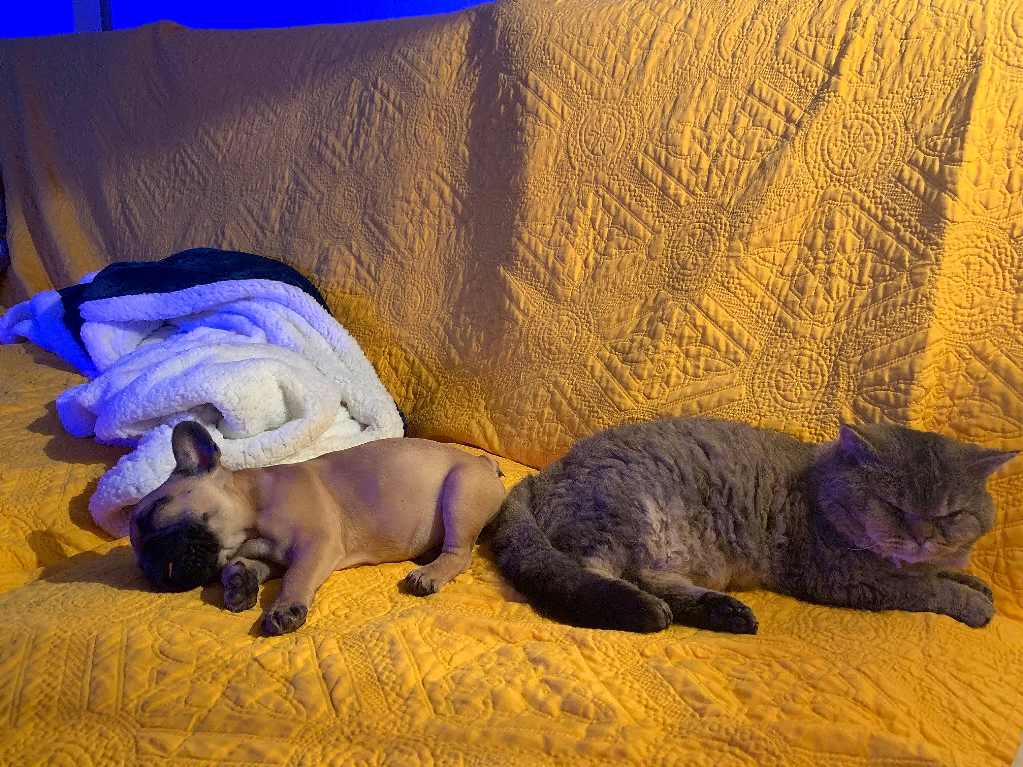 Mikado a rejoint le concours — aidez-le/la à gagner de superbes lots ! blue, carnivore, cat, comfort, companion_dog, dog, dog_breed, domestic_short_haired_cat, fawn, felidae, fur, sand, small_to_medium_sized_cats, snout, tail, terrestrial_animal, vertebrate, whiskers, wood, working_animal