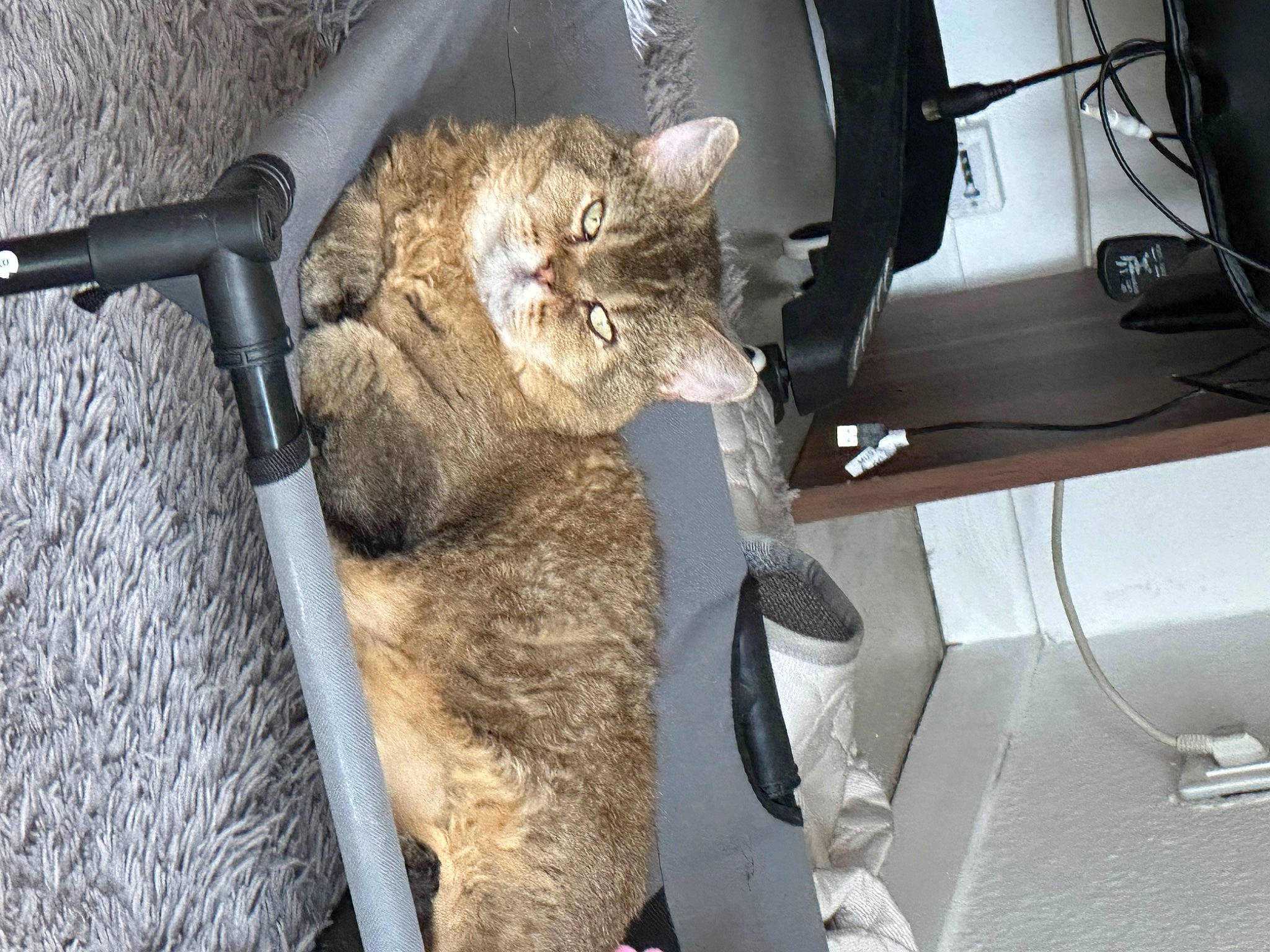 Mikado a rejoint le concours — aidez-le/la à gagner de superbes lots ! auto_part, automotive_exterior, automotive_tire, carnivore, cat, chair, claw, comfort, domestic_short_haired_cat, eyewear, felidae, fur, small_to_medium_sized_cats, snout, tail, vehicle_door, whiskers, windshield