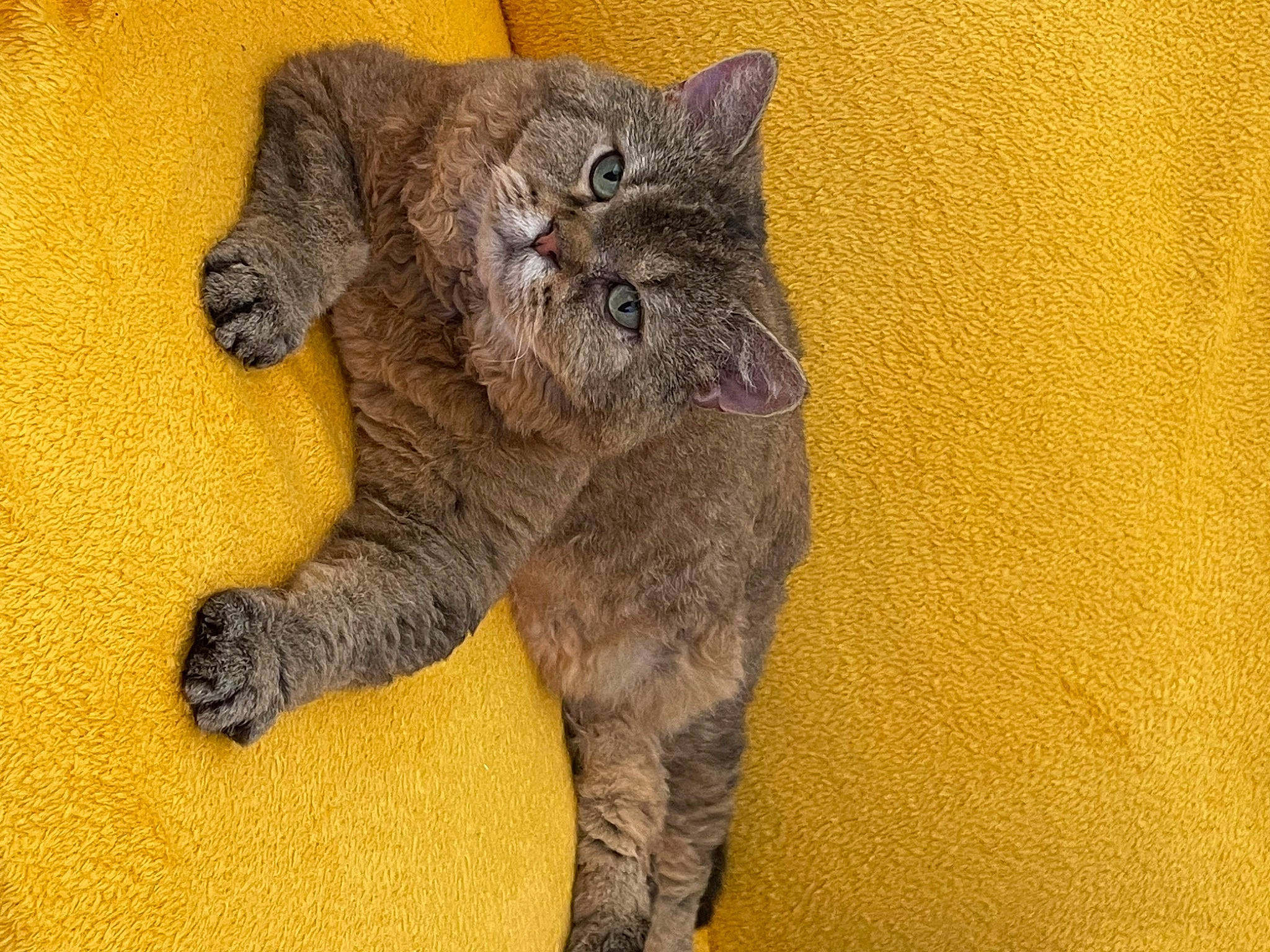 Mikado participe au concours pour gagner de l'argent avec cette photo : carnivore, cat, claw, domestic_short_haired_cat, fawn, felidae, fur, paw, small_to_medium_sized_cats, snout, tail, terrestrial_animal, whiskers, wildlife, wood