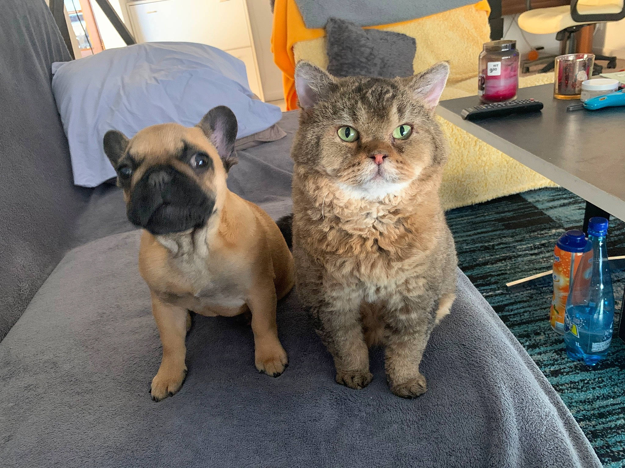 Mikado a rejoint le concours — aidez-le/la à gagner de superbes lots ! bottle, bottled_water, bulldog, carnivore, cat, companion_dog, dog, dog_breed, domestic_short_haired_cat, drinking_water, fawn, felidae, pug, small_to_medium_sized_cats, snout, terrestrial_animal, toy_dog, water_bottle, whiskers, wrinkle