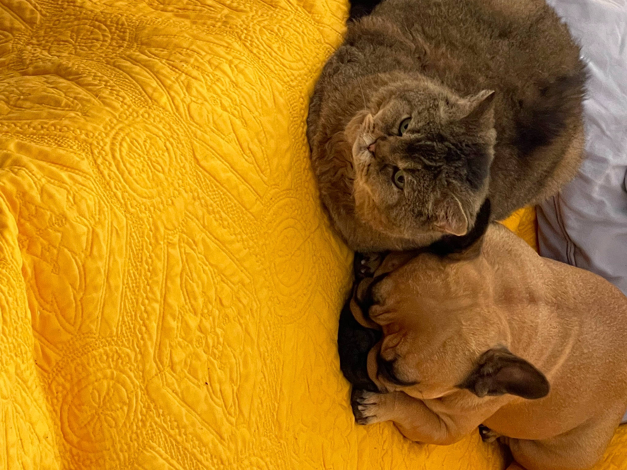 Romie participe au concours pour gagner de l'argent avec cette photo : brown, carnivore, cat, comfort, dog_breed, domestic_short_haired_cat, ear, fawn, felidae, fur, grey, hardwood, nap, sleep, small_to_medium_sized_cats, snout, tail, terrestrial_animal, whiskers, wood