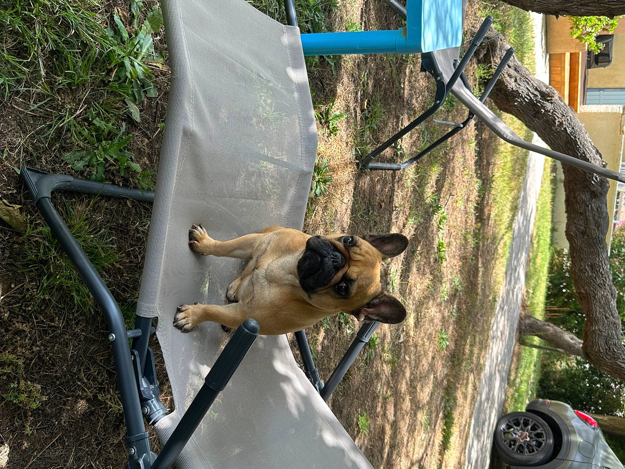 Romie participe au concours pour gagner de l'argent avec cette photo : adventure, canidae, carnivore, collar, companion_dog, dog, dog_breed, fawn, grass, leash, leisure, pet_supply, plant, recreation, snout, sporting_group, terrestrial_animal, wildlife, working_animal, working_dog