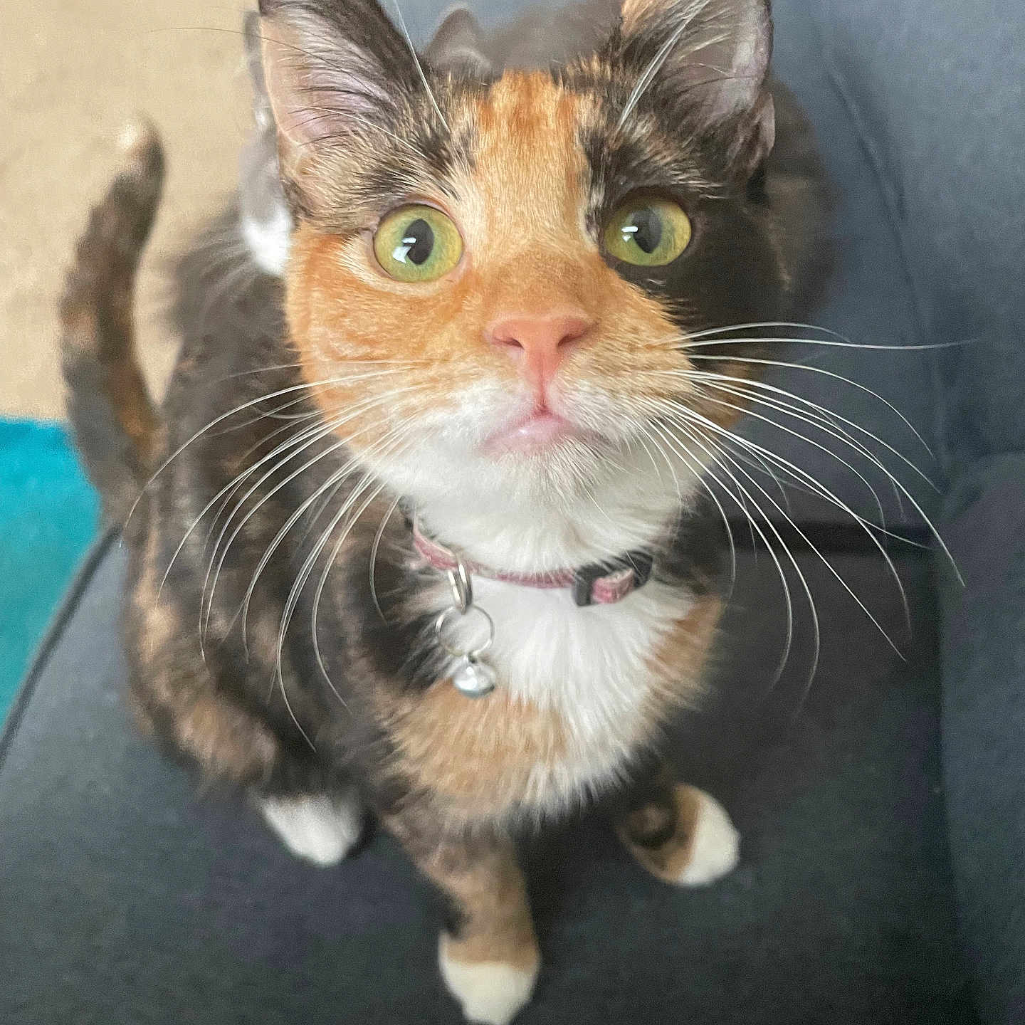 Ruby is registered to the contest to win money with this photo: abyssinian, accessories, animal, bodypart, cat, chair, collar, couch, formalwear, furniture, jewelry, kitten, leash, manx, mouth, person, pet, siamese, strap, tie