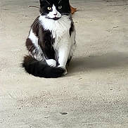 Meow is registered to the contest to win money with this photo: cat, black_and_white, fluffy, sitting, animal, pet, outdoor, concrete, curious, whiskers, tail, fur, eyes, alone, calm, mammal, quiet, domestic, feline, portrait