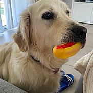 Royce participe au concours pour gagner de l'argent avec cette photo : dog, golden_retriever, toy, hot_dog_toy, pet, indoor, living_room, furniture, chair, floor, blanket, couch, window, curtain, television, sitting, closeup, animal, cute, domestic_animal