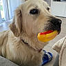 dog, golden_retriever, toy, hot_dog_toy, pet, indoor, living_room, furniture, chair, floor, blanket, couch, window, curtain, television, sitting, closeup, animal, cute, domestic_animal