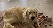 Royce a rejoint le concours — aidez-le/la à gagner de superbes lots ! golden_retriever, dog, toy, hot_dog_toy, towel, indoor, tile_floor, curtains, sunlight, chair, cushion, pet, chewing, relaxed, mammal, animal, domestic_animal, floor, window, home