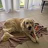 golden_retriever, dog, toy, hot_dog_toy, towel, indoor, tile_floor, curtains, sunlight, chair, cushion, pet, chewing, relaxed, mammal, animal, domestic_animal, floor, window, home