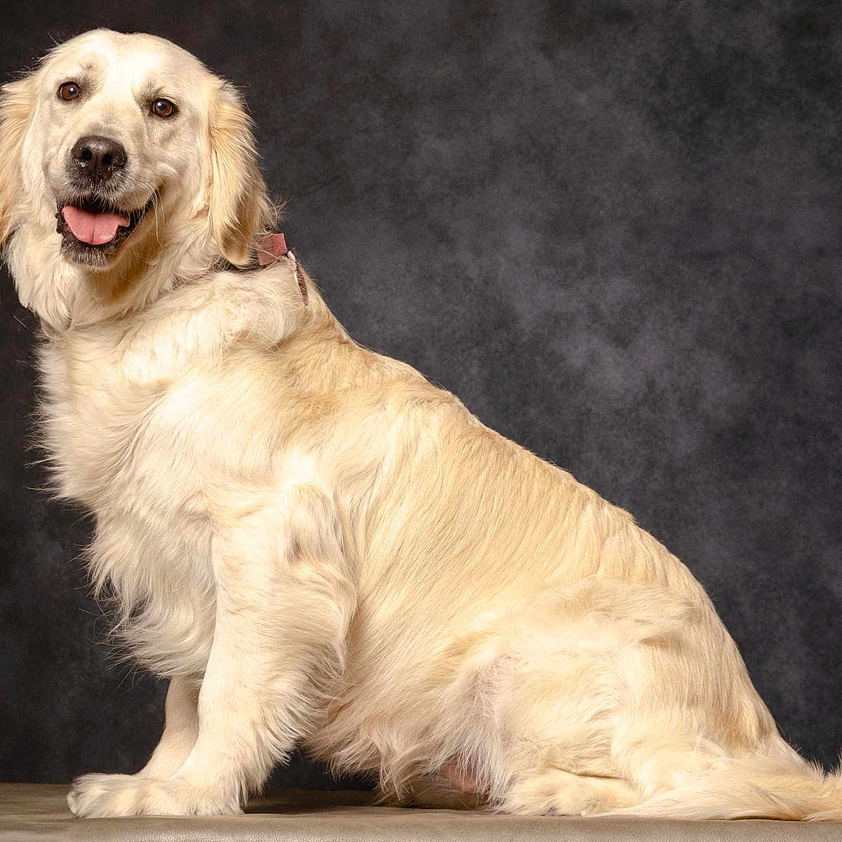 Royce participe au concours pour gagner de l'argent avec cette photo : dog, golden_retriever, pet, canine, animal, sitting, portrait, studio, fur, happy, tongue_out, smiling, cute, domestic_animal, mammal, fluffy, friendly, background, indoor, looking