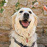 Royce a rejoint le concours — aidez-le/la à gagner de superbes lots ! dog, golden_retriever, pet, animal, smiling, happy, outdoor, flower, rose, stone_wall, harness, closeup, portrait, cute, fur, canine, friendly, nature, garden, sunlight