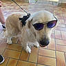 Royce participe au concours pour gagner de l'argent avec cette photo : dog, golden_retriever, sunglasses, leash, floor, tile_floor, indoor, pet, animal, canine, white_dog, reflection, cool, accessory, portrait, standing, paw, snout, fur, shadow