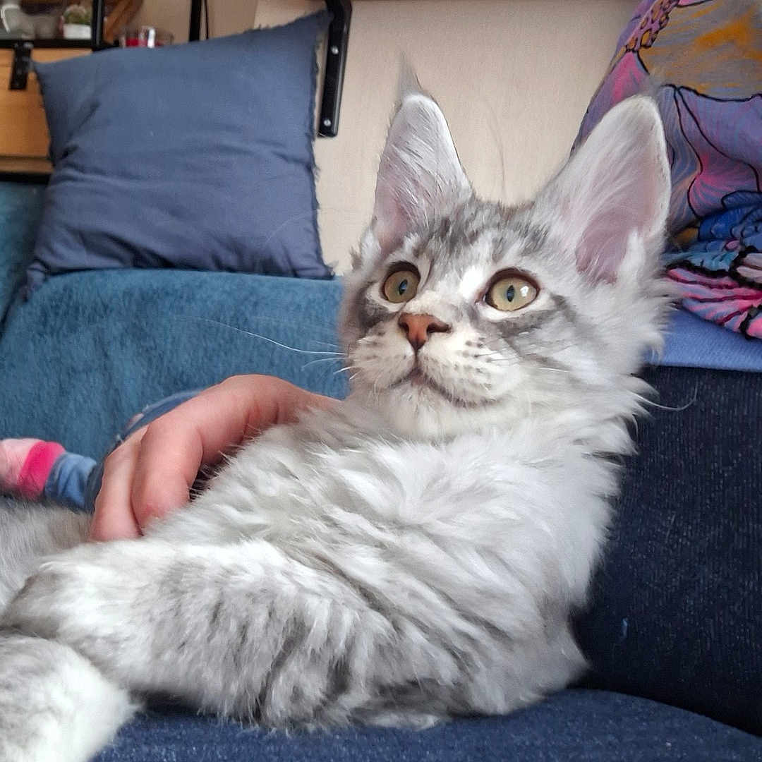 Alina participe au concours pour gagner de l'argent avec cette photo : blue_couch, cat, couch, cozy, curious, decor, domestic_cat, feline, fluffy, furniture, gray_cat, hand, indoor, kitten, pet, pillow, relaxed, shelf, sitting, white_cat