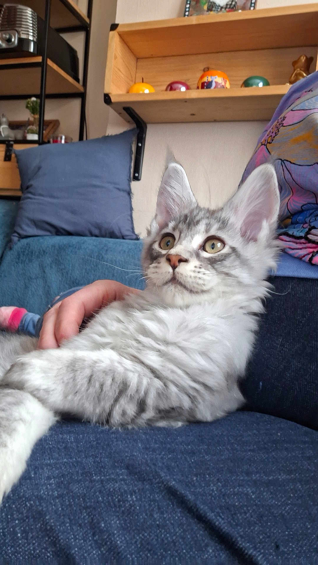 Alina participe au concours pour gagner de l'argent avec cette photo : kitten, cat, gray_cat, white_cat, fluffy, couch, blue_couch, pillow, hand, sitting, indoor, furniture, shelf, decor, curious, pet, domestic_cat, relaxed, feline, cozy