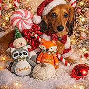 Little Joe is registered to the contest to win money with this photo: dog, dachshund, christmas, holiday, snow, plush_toy, candy_cane, santa_hat, bow_tie, ornament, pumpkin, festive, decorations, glitter, red_bow, stuffed_animal, winter, celebration, cute, background_lights