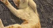 Goose is registered to the contest to win money with this photo: cat, sleeping, ginger_cat, white_cat, pet, animal, furry, whiskers, pink_nose, paw, stretched_out, belly_up, relaxed, indoor, bed, blanket, patterned_fabric, cozy, nap, cute