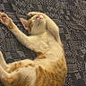 cat, sleeping, ginger_cat, white_cat, pet, animal, furry, whiskers, pink_nose, paw, stretched_out, belly_up, relaxed, indoor, bed, blanket, patterned_fabric, cozy, nap, cute