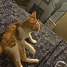 Goose joined the competition — help win amazing prizes! cat, ginger_cat, white_cat, pet, animal, sleeping, lying_down, relaxed, indoor, bed, bedspread, blanket, patterned_fabric, orange_fur, white_fur, whiskers, ears, paws, cozy, home