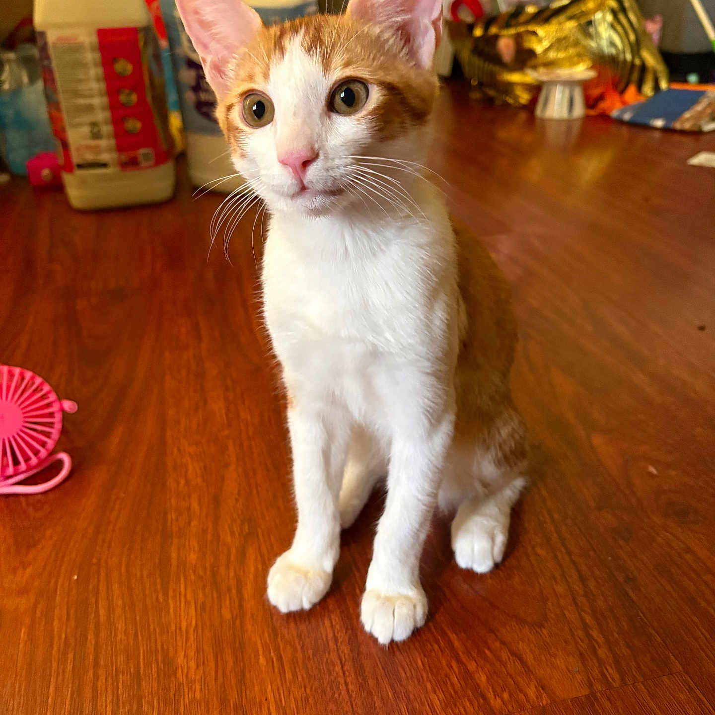 Goose joined the competition — help win amazing prizes! cat, kitten, orange_and_white, animal, pet, sitting, portrait, wide_eyed, large_ears, pink_nose, whiskers, short_hair, wooden_table, indoor, home, household_items, cleaning_supplies, pink_fan, alert, cute