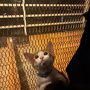 Goose is registered to the contest to win money with this photo: kitten, cat, animal, pet, feline, white_and_orange, blue_collar, face, eyes, ears, nose, whiskers, curious, cute, sitting, outdoor, fence, wire_mesh, warm_lighting, portrait
