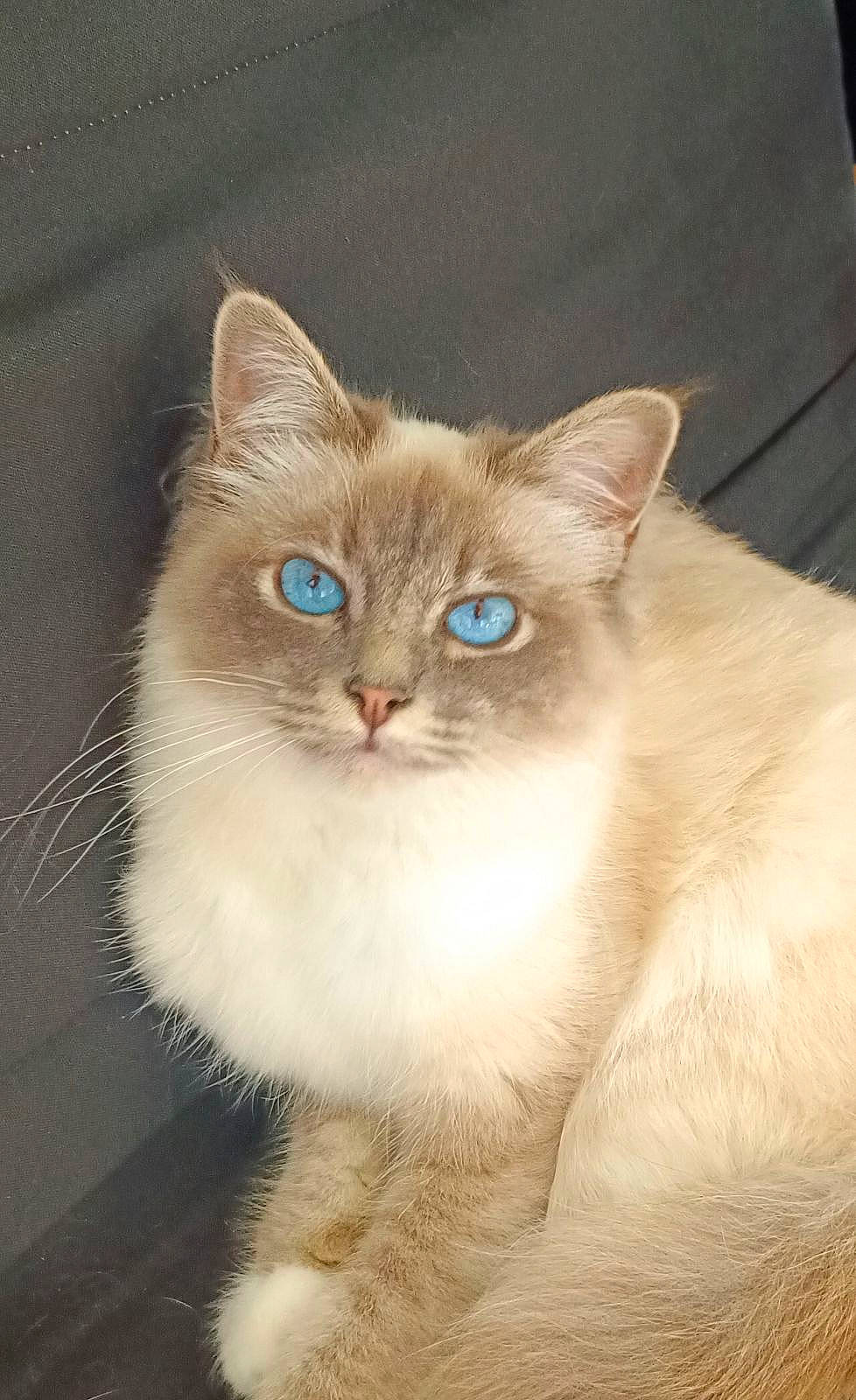 Ulyssia a rejoint le concours — aidez-le/la à gagner de superbes lots ! british_longhair, carnivore, cat, domestic_short_haired_cat, eye, fawn, felidae, fur, iris, small_to_medium_sized_cats, snout, tail, terrestrial_animal, whiskers, window