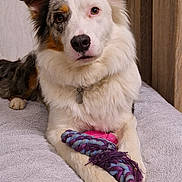 Tahia a rejoint le concours — aidez-le/la à gagner de superbes lots ! dog, pet, toy, rope_toy, bed, blanket, fur, white_fur, brown_fur, black_fur, animal, indoors, portrait, laying_down, paw, collar, calm, looking_at_camera, domestic_animal, cute
