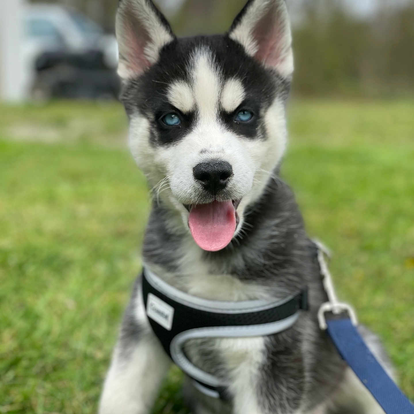 Loki Thor
