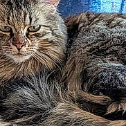Chub joined the competition — help win amazing prizes! cat, tabby, fluffy, fur, animal, pet, relaxed, lying_down, closeup, whiskers, ears, face, tail, indoor, cozy, feline, mammal, resting, cute, domestic
