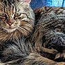 cat, tabby, fluffy, fur, animal, pet, relaxed, lying_down, closeup, whiskers, ears, face, tail, indoor, cozy, feline, mammal, resting, cute, domestic