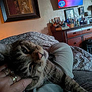 Dodge joined the competition — help win amazing prizes! cat, tabby, hand, rings, blanket, bed, dresser, indoor, furniture, picture_frame, clutter, pet, cozy, resting, patterned, home, comfort, feline, relaxation, animal